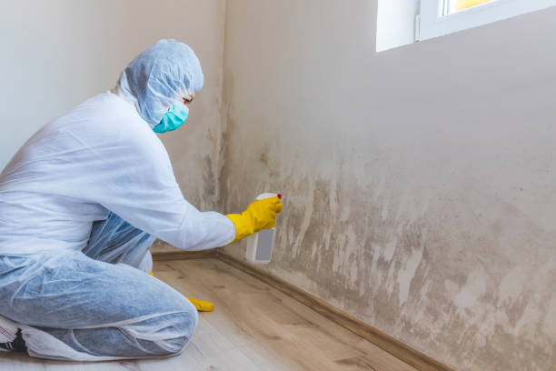 Licensed Mold Removal service in Walpole, MA - WQB Mold Removal