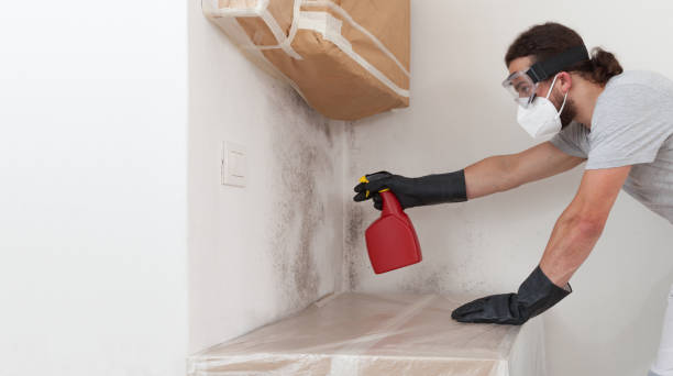 Professional Mold Removal technician working in Walpole, MA